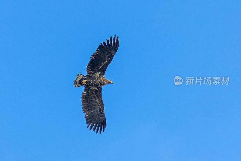 白尾飞鹰(Haliaeetus albicilla)